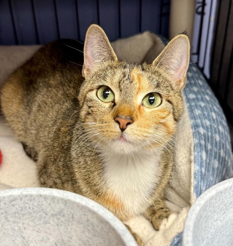 Enlarge Virgo, a Adoptable Tabby in Belton, MO image 6/6