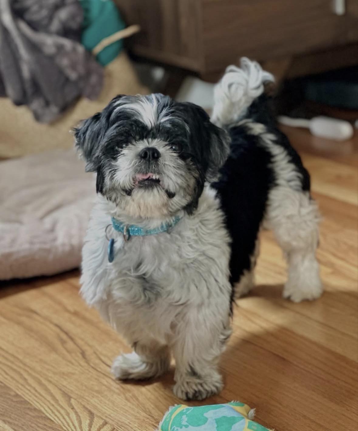 Enlarge Russell, an adopted Shih Tzu in Pasadena, CA image 4/6