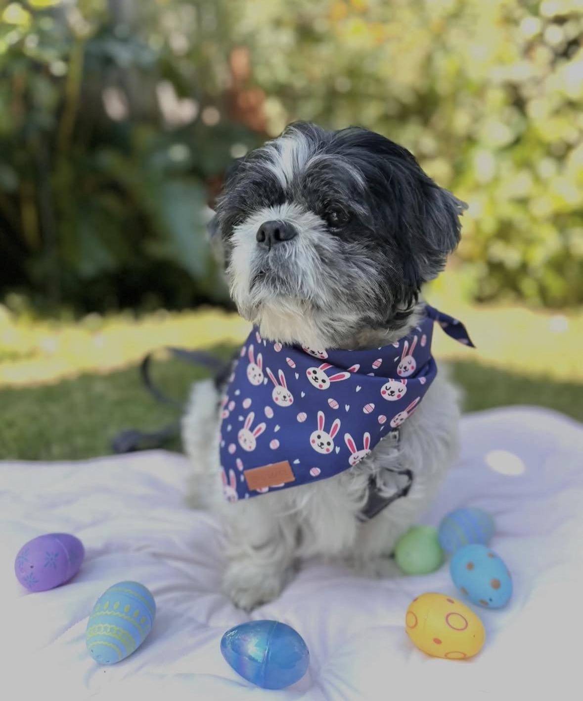 Enlarge Russell, an adopted Shih Tzu in Pasadena, CA image 3/6