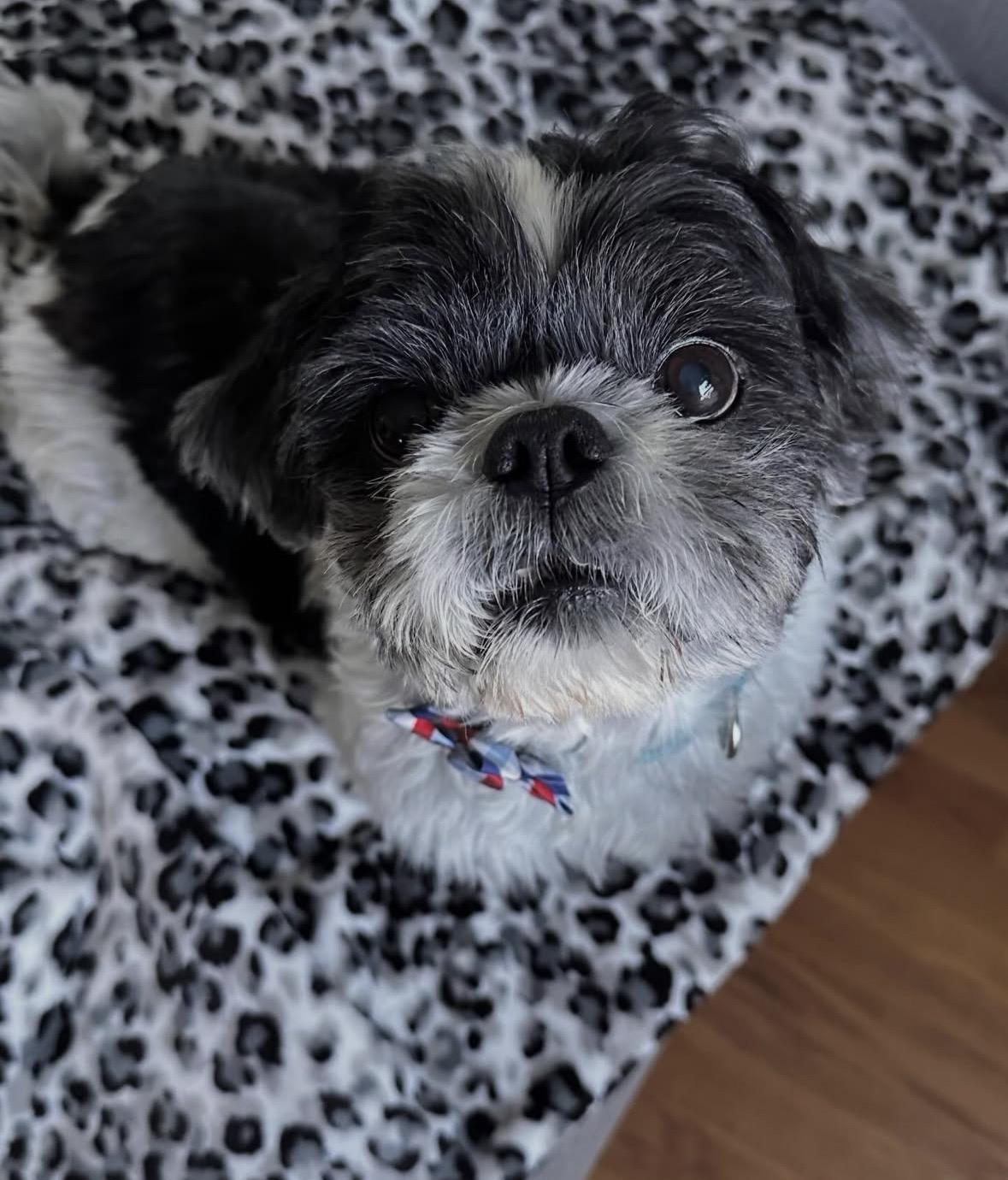 Enlarge Russell, an adopted Shih Tzu in Pasadena, CA image 6/6