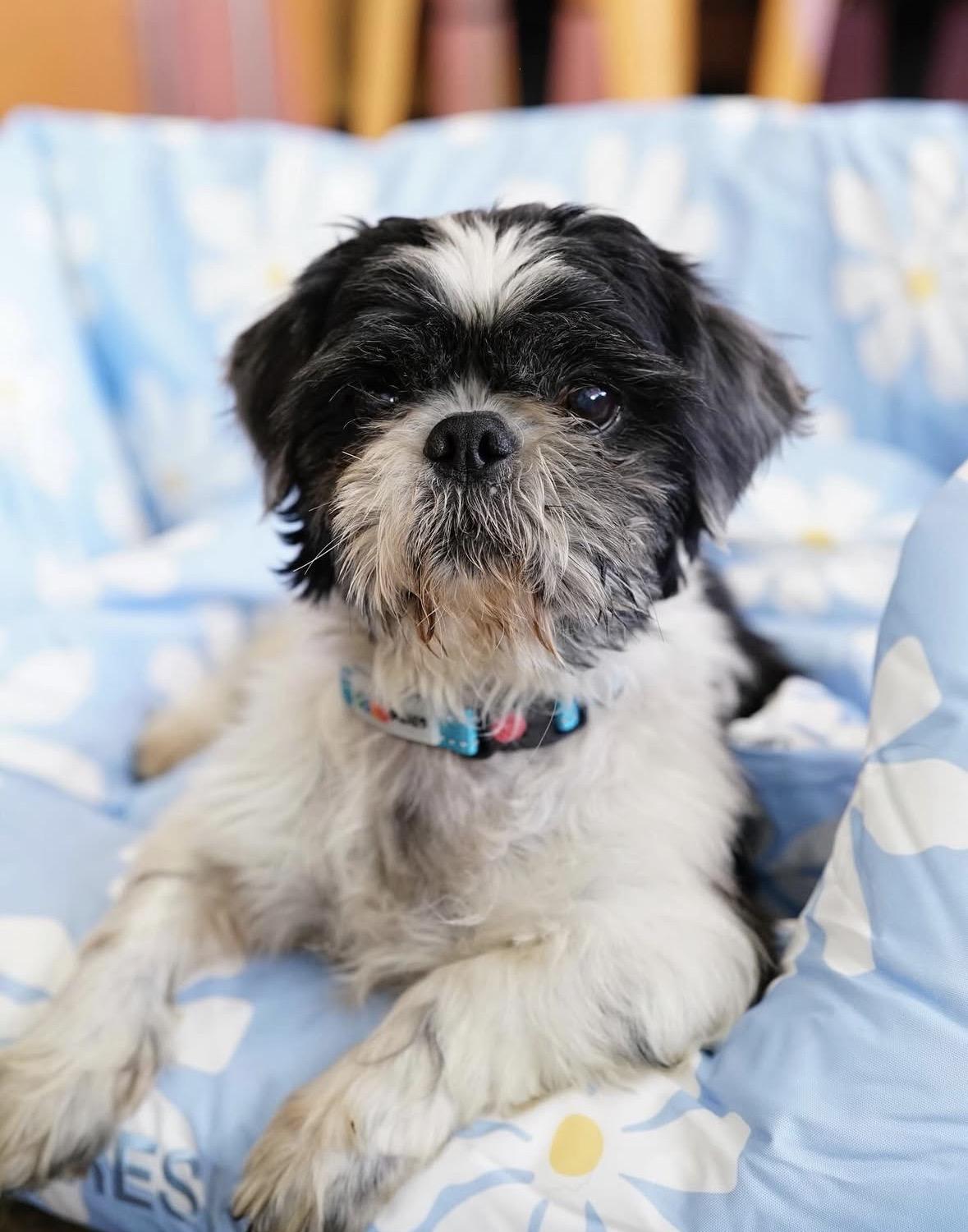 Enlarge Russell, an adopted Shih Tzu in Pasadena, CA image 1/6