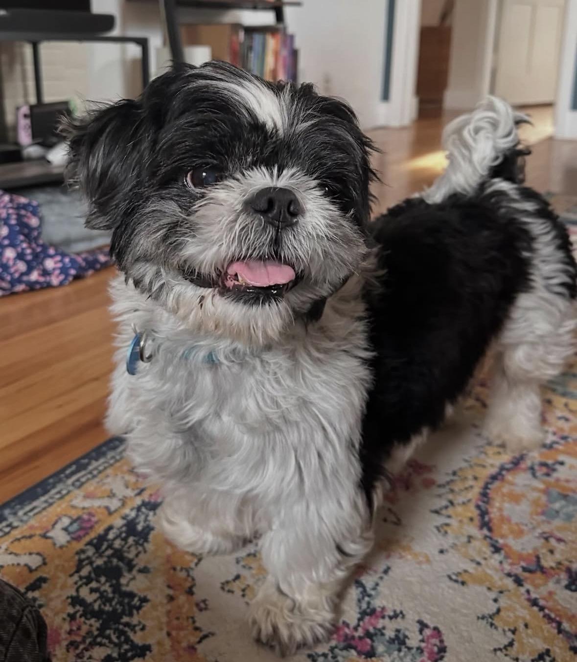 Enlarge Russell, an adopted Shih Tzu in Pasadena, CA image 5/6
