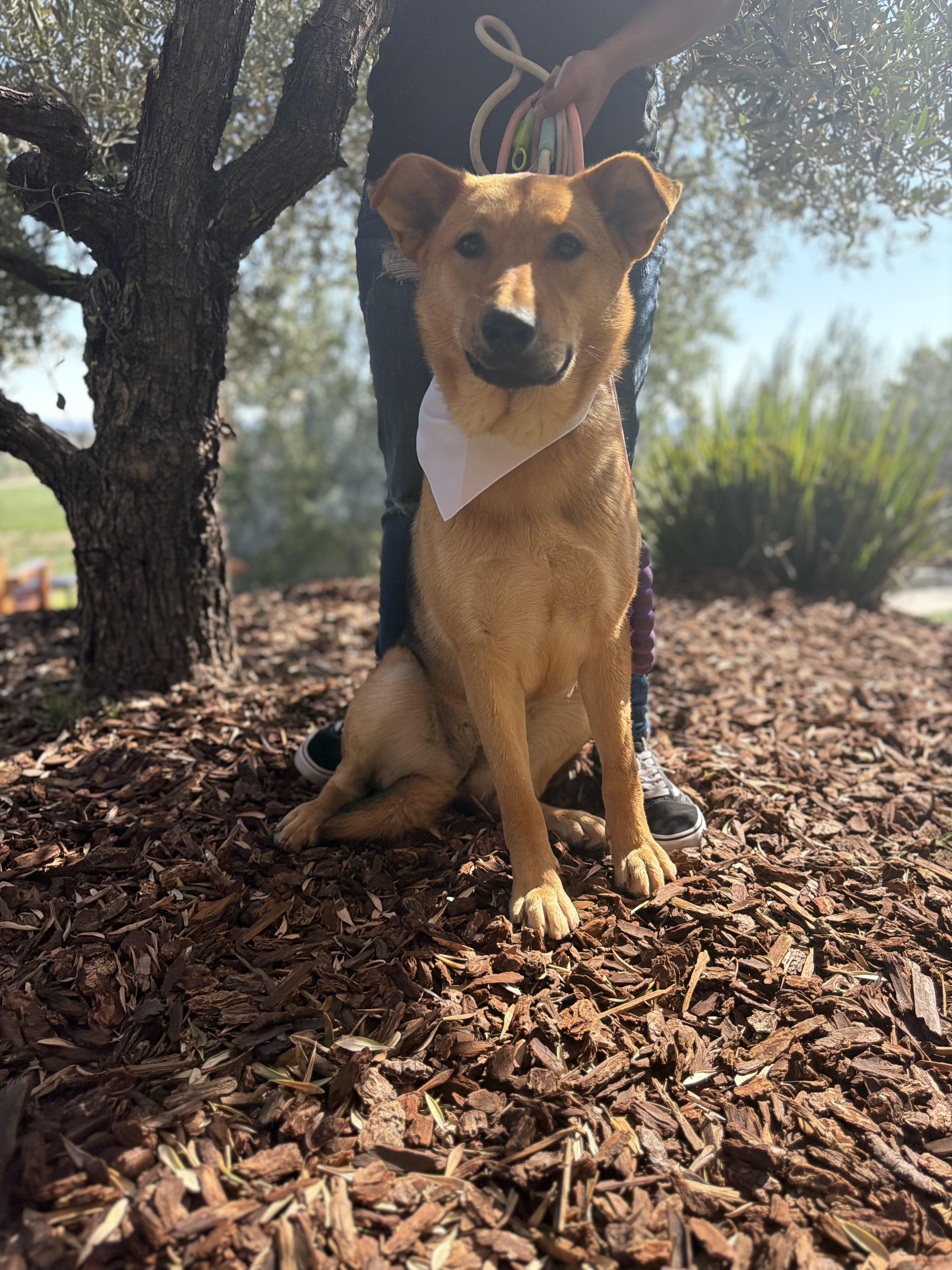 Molly, Adoptable, Young Female German Shepherd Dog & Mixed Breed.