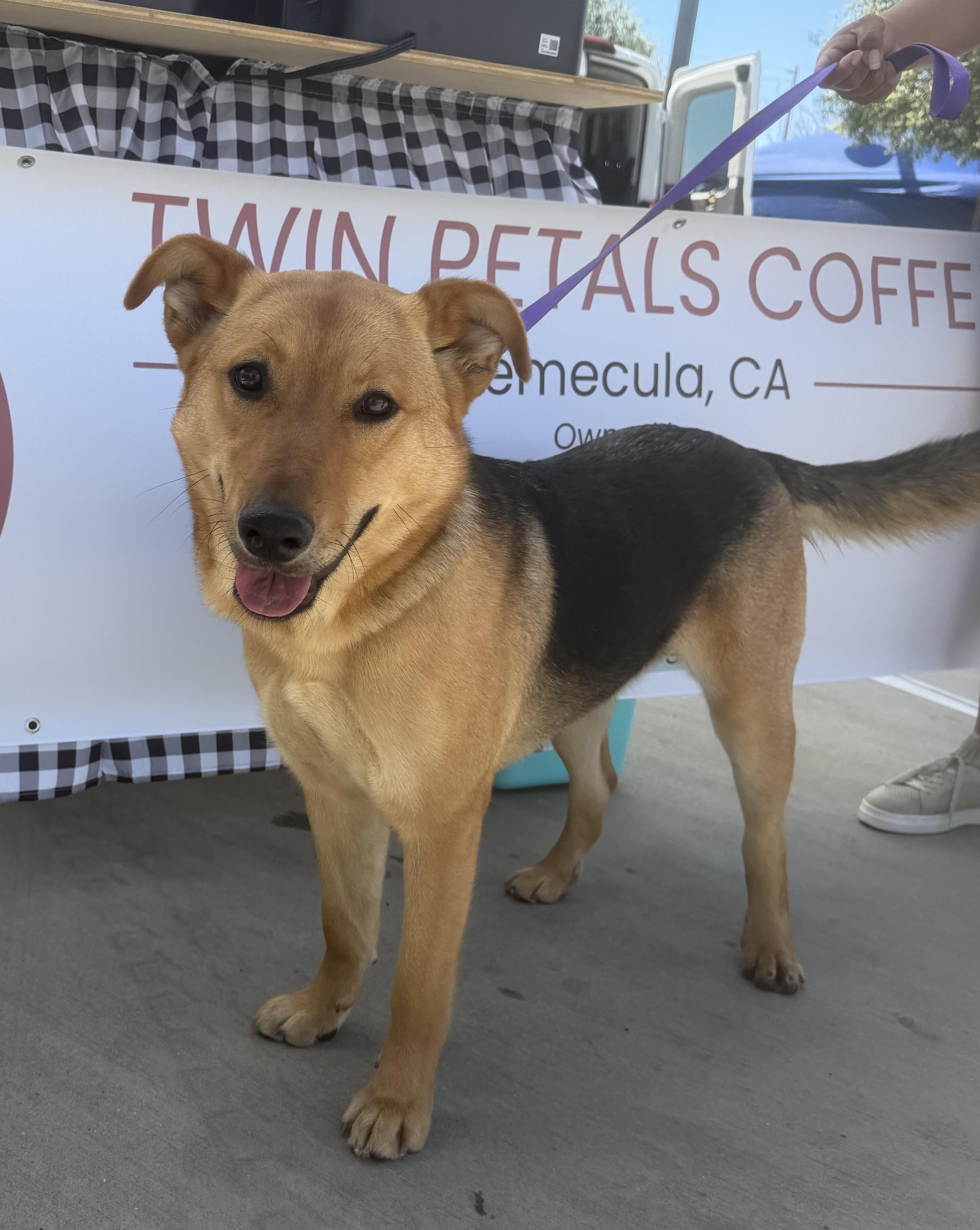 Enlarge Molly, a Adoptable mixed breed in Perris, CA image 2/6