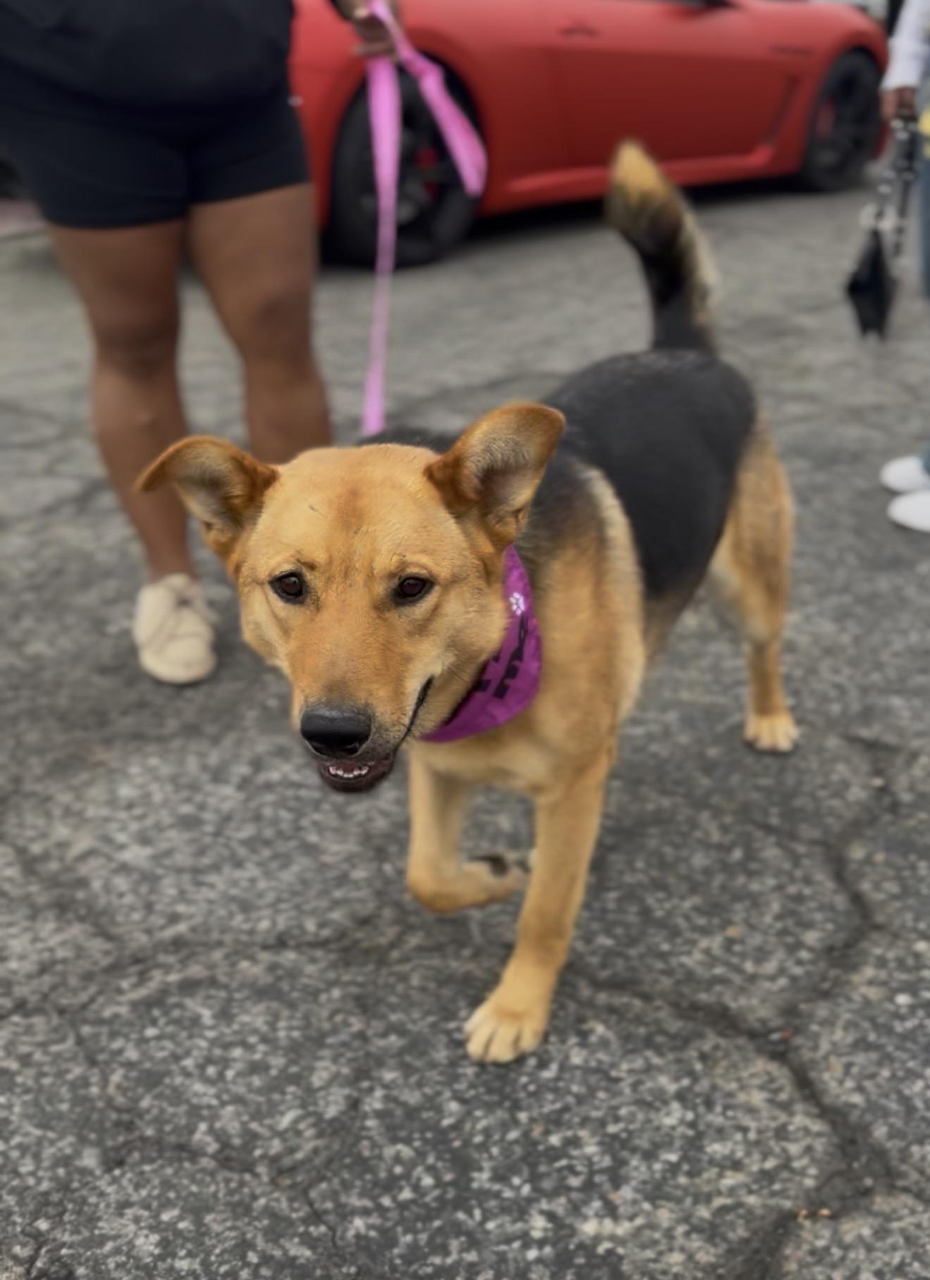 Enlarge Molly, a Adoptable mixed breed in Perris, CA image 3/6