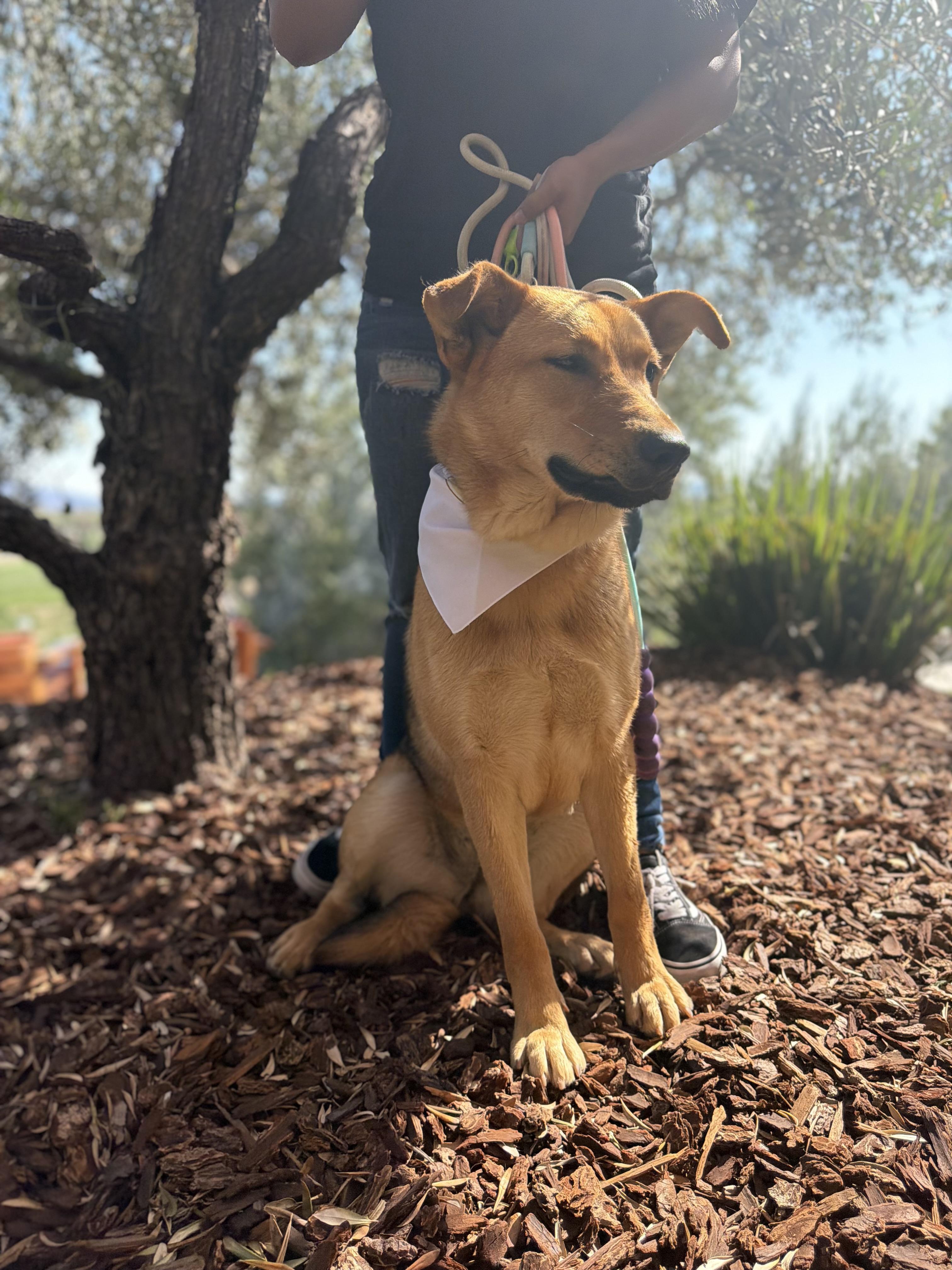 Enlarge Molly, a Adoptable mixed breed in Perris, CA image 4/6