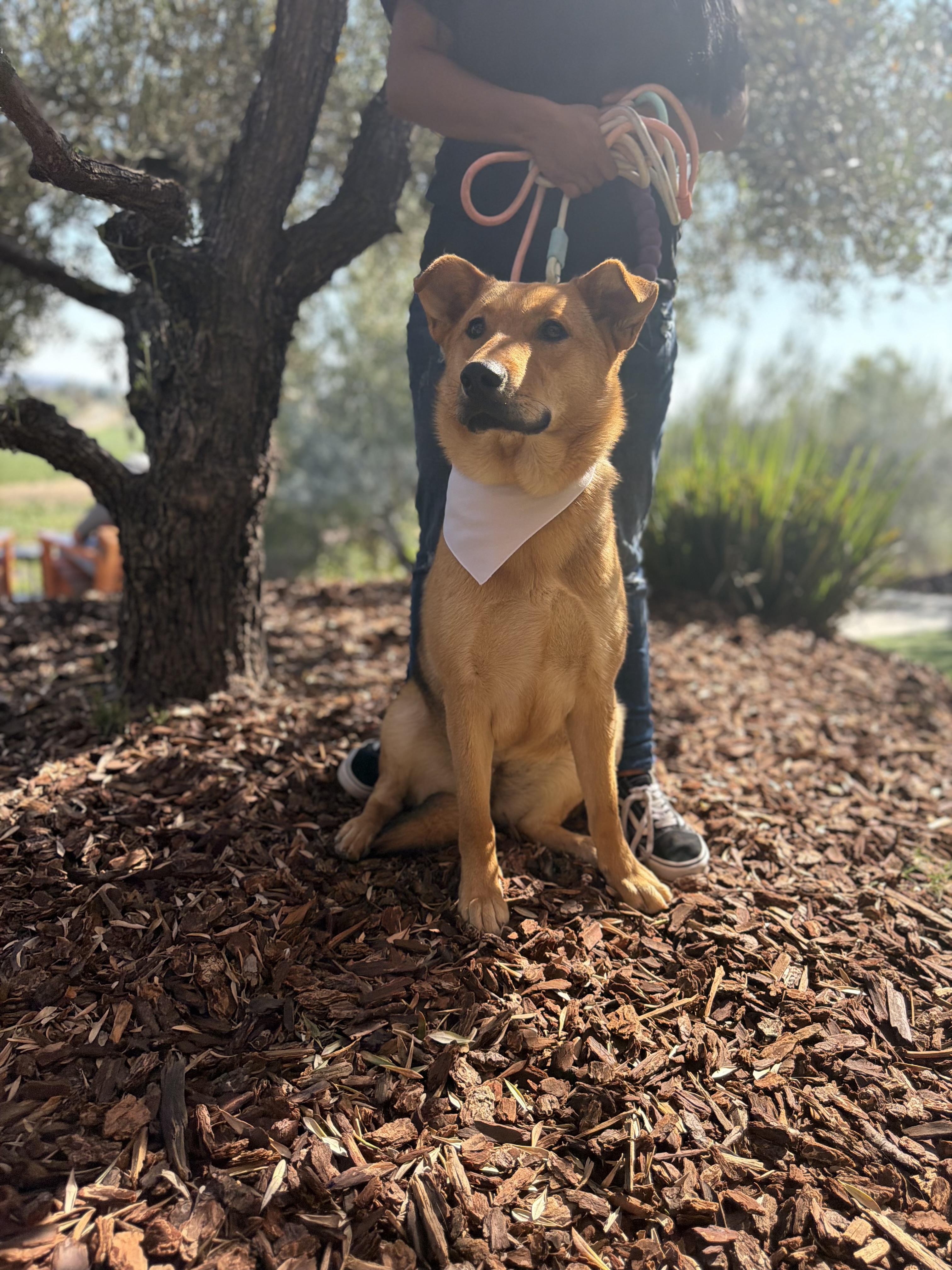 Enlarge Molly, a Adoptable mixed breed in Perris, CA image 5/6