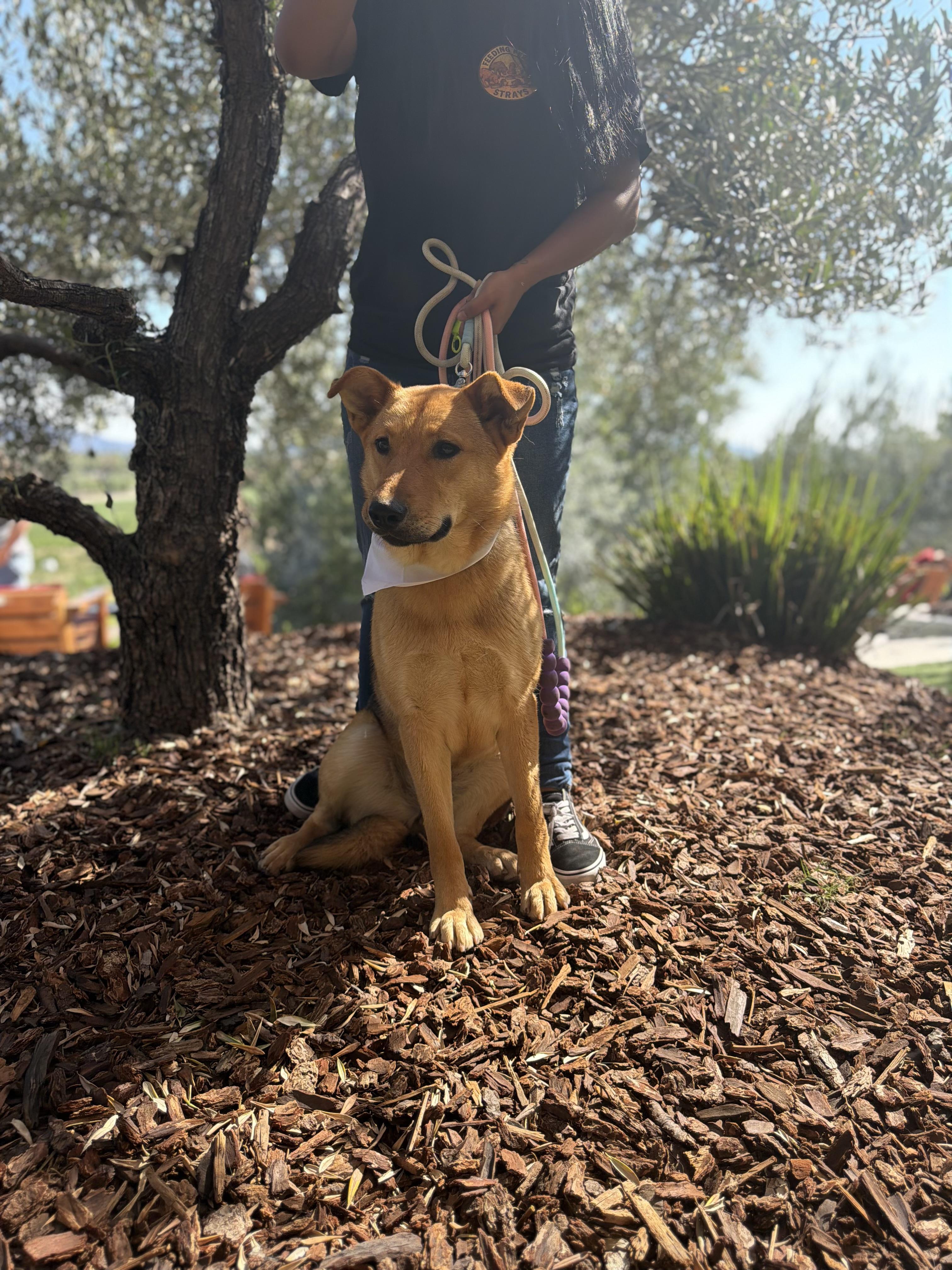 Enlarge Molly, a Adoptable mixed breed in Perris, CA image 6/6