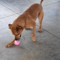 Enlarge Shelly, a Adoptable mixed breed in Columbus, NC image 2/6