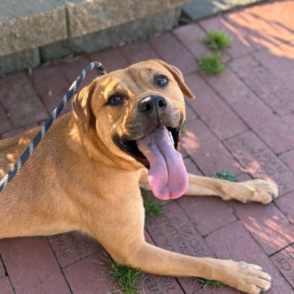 Enlarge Shelly, a Adoptable mixed breed in Columbus, NC image 3/6