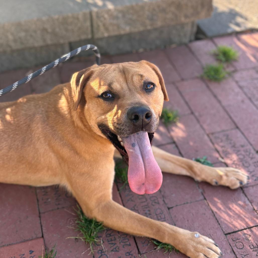 Enlarge Shelly, a Adoptable mixed breed in Columbus, NC image 4/6
