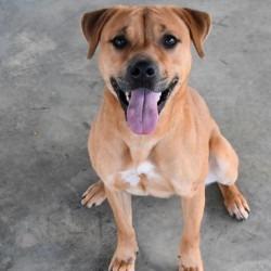 Enlarge Shelly, a Adoptable mixed breed in Columbus, NC image 5/6