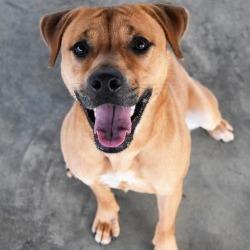 Enlarge Shelly, a Adoptable mixed breed in Columbus, NC image 6/6
