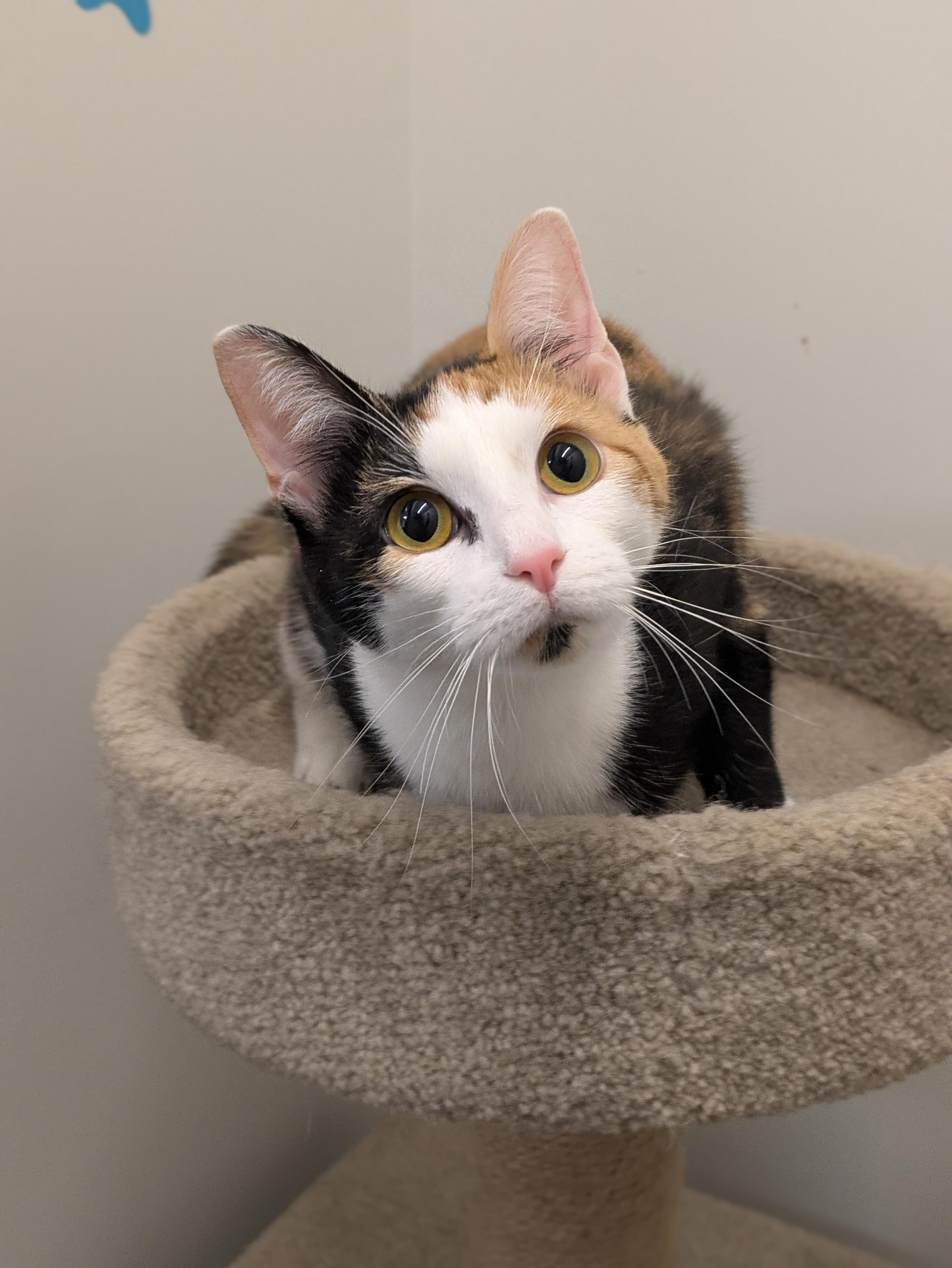 Thumbalina, adopted, Young Female Domestic Short Hair.