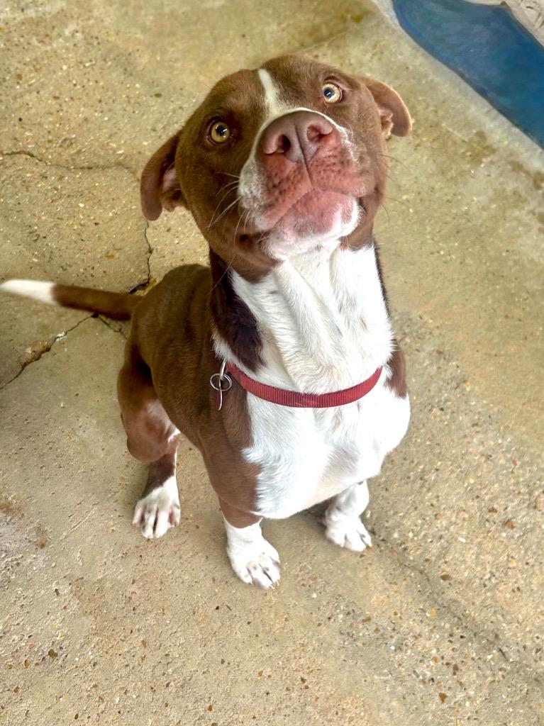 Enlarge Odin, a Adoptable Pit Bull Terrier in Denham Springs, LA image 1/2