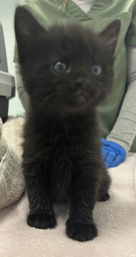 Enlarge Ricky Byrd, a Adopted mixed breed in Saint Paul, MN image 1/1