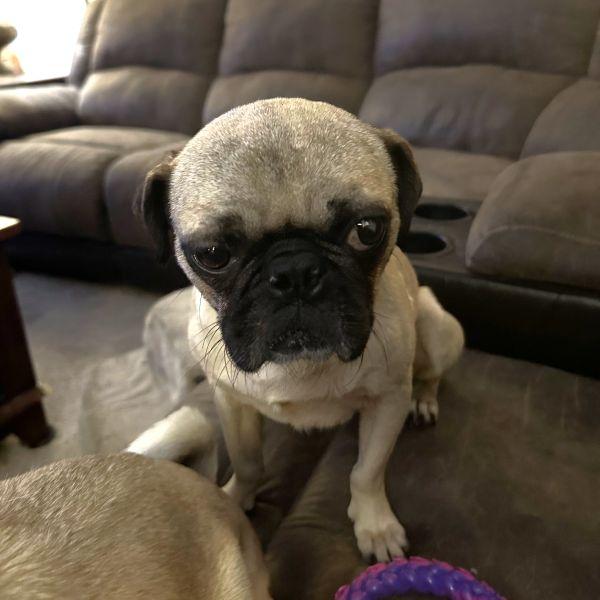 Mitch, Adoptable, Young Male Pug.