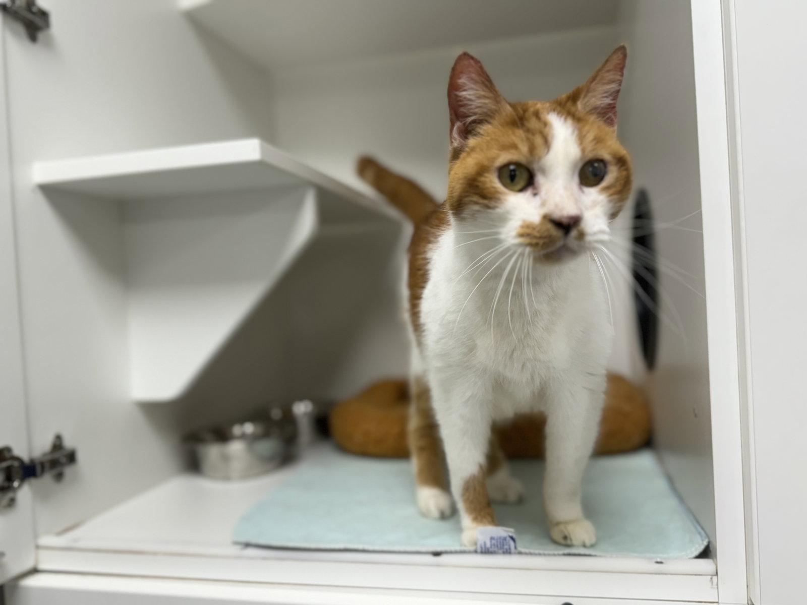 Crazy Frog, Adopted, Adult Female Domestic Short Hair.