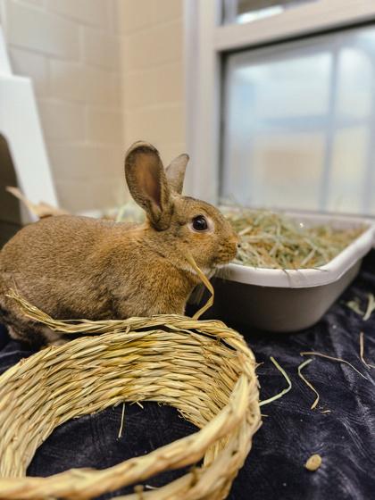 Sierra, Adoptable, Baby Female Rex & Rex.