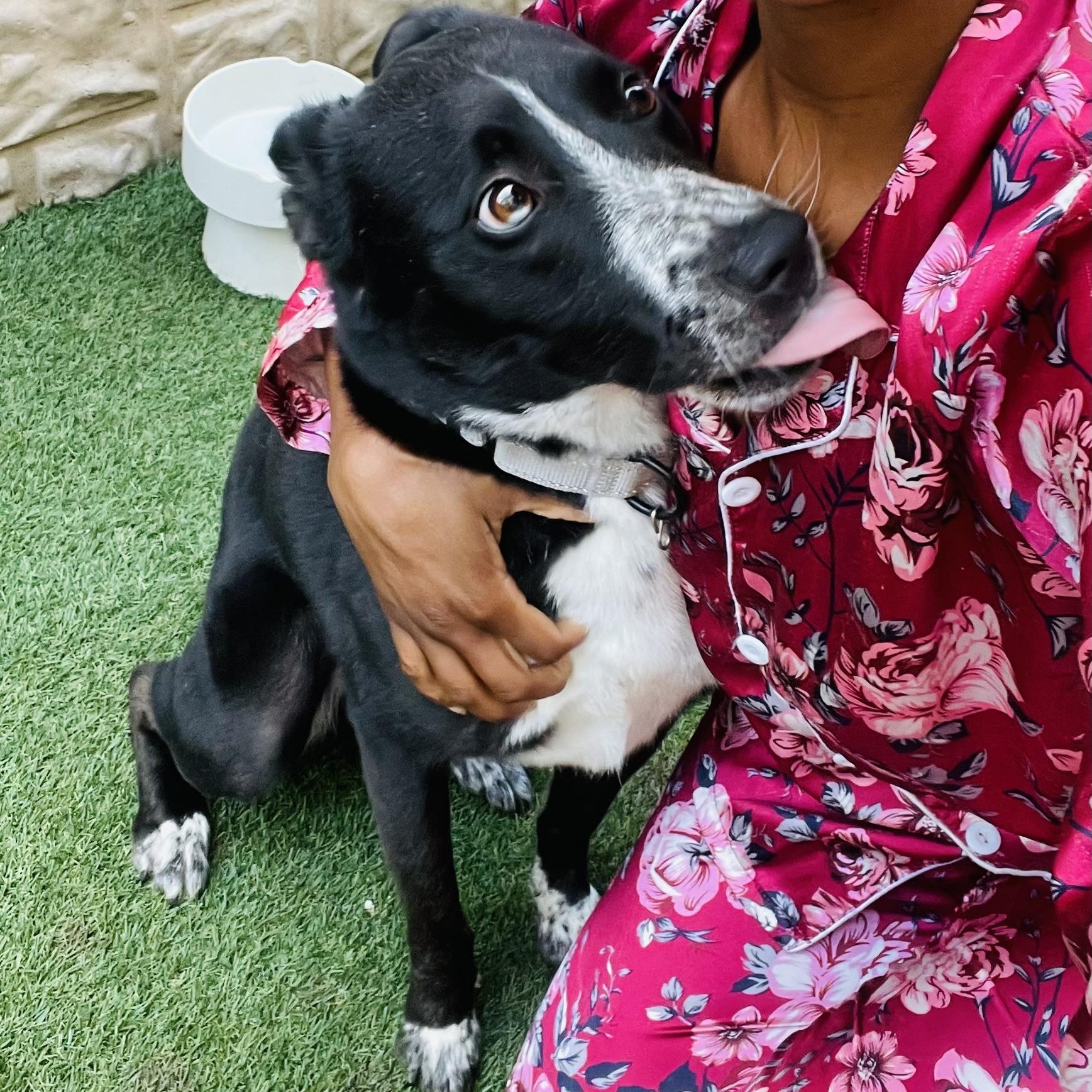 Tito, a Adoptable mixed breed in Austin, TX image 6/6