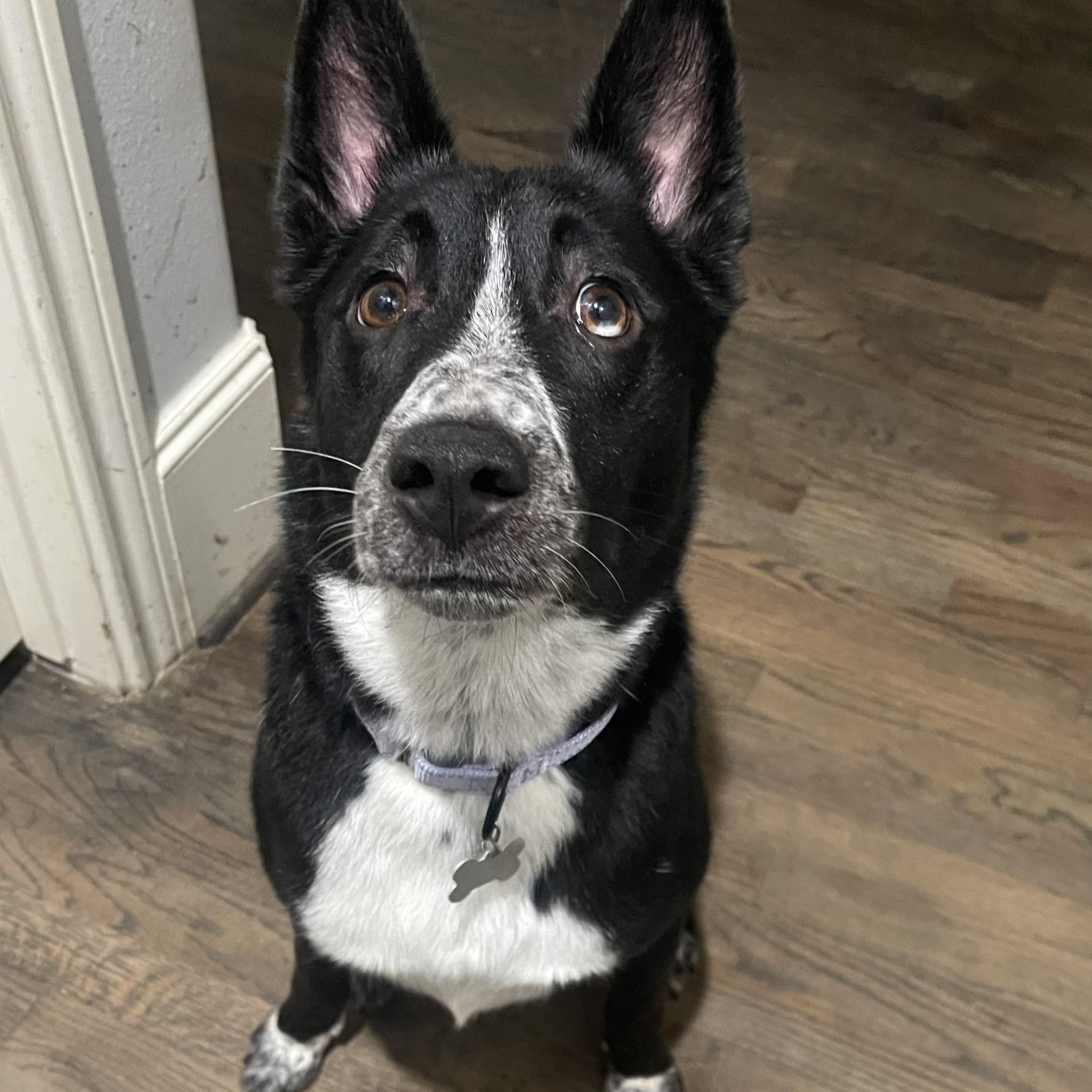 Tito, a Adoptable mixed breed in Austin, TX image 2/6