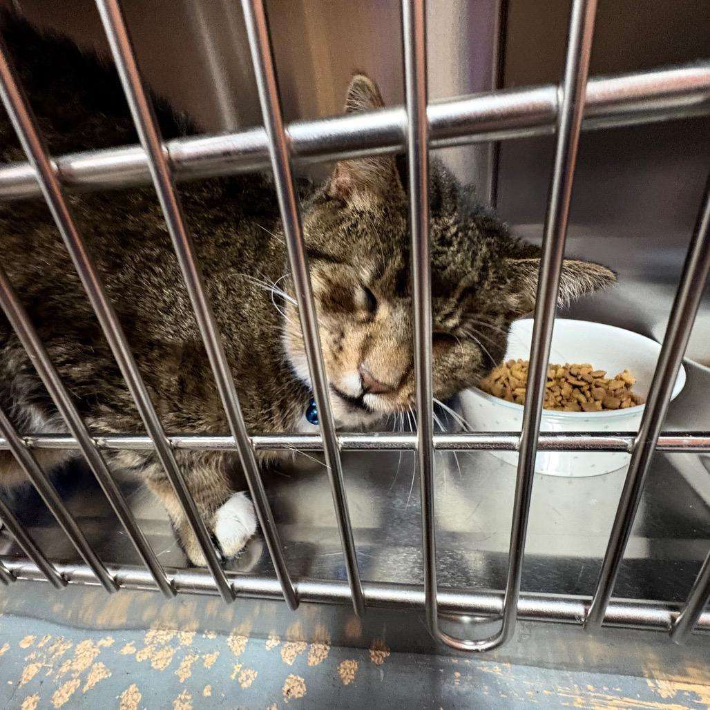 Frederick, Adoptable, Senior Male Domestic Short Hair & Domestic Short Hair.