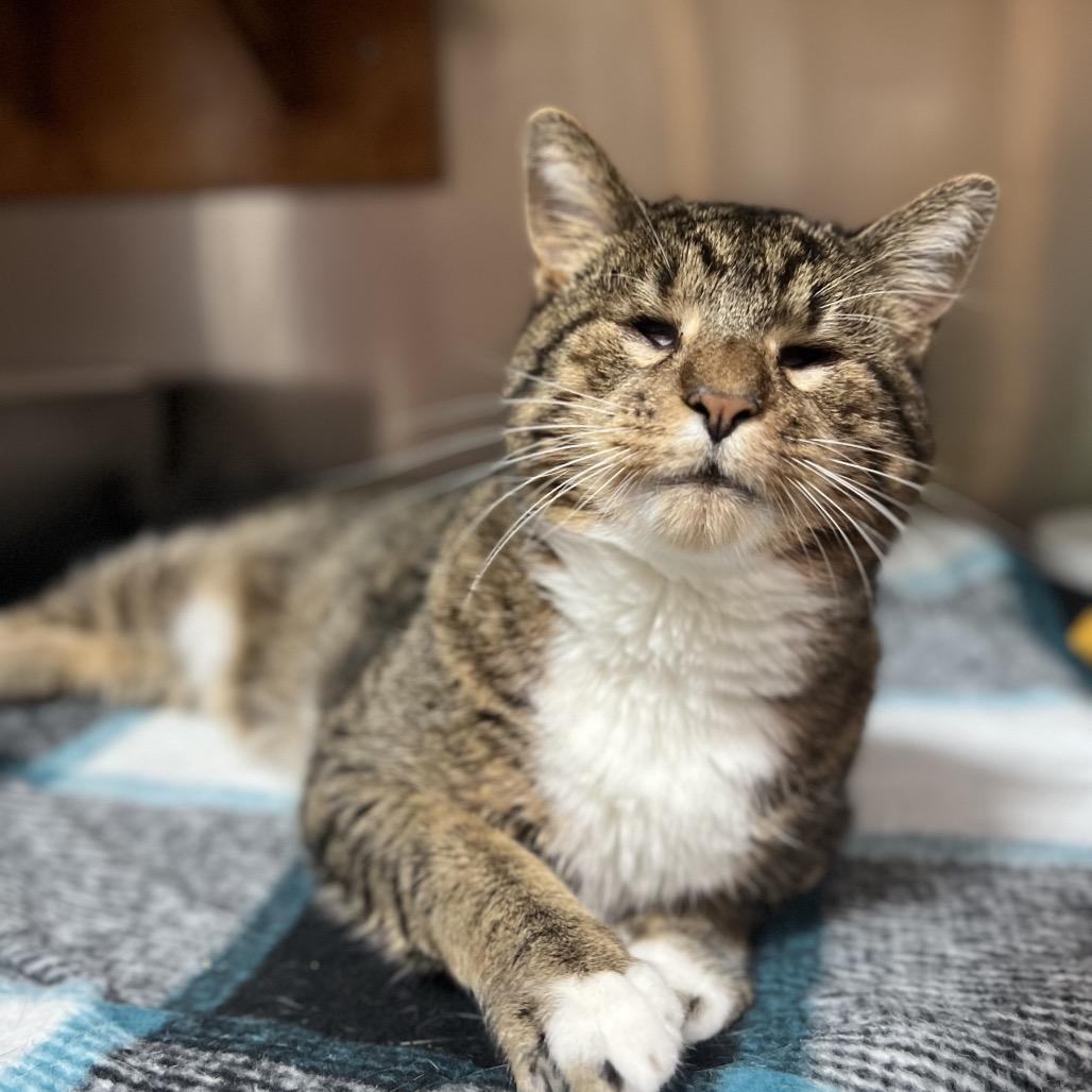 Frederick, Adoptable, Senior Male Domestic Short Hair & Domestic Short Hair.