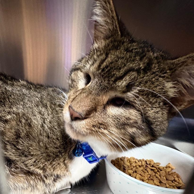 Enlarge Frederick, a Adoptable mixed breed in Pensacola, FL image 2/2