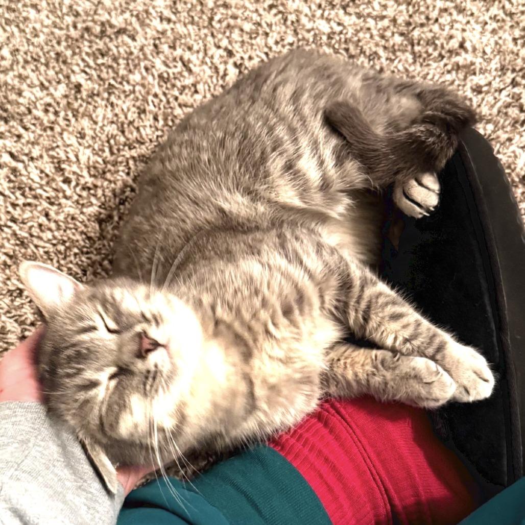 Enlarge Pepto, a Adoptable Domestic Short Hair in Pleasant Hill, MO image 1/1