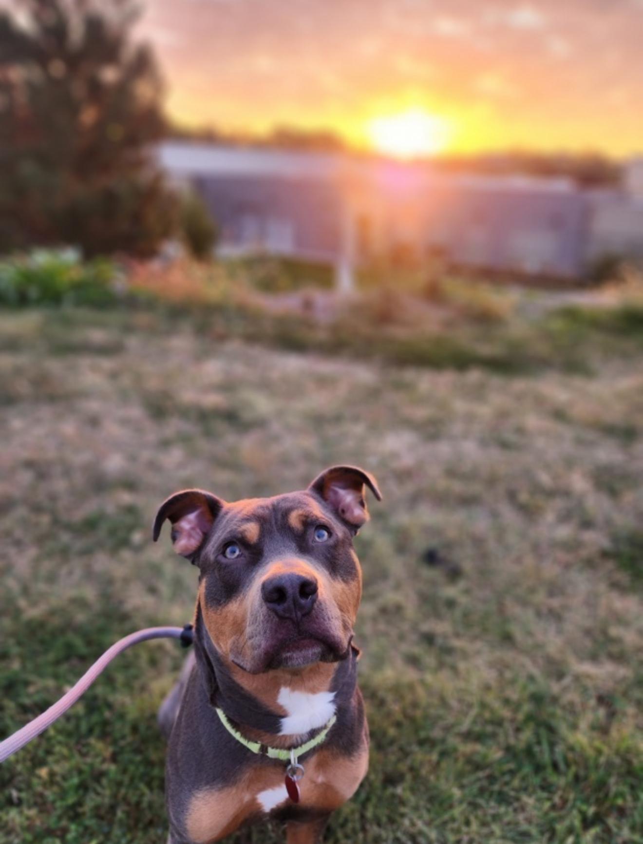 Enlarge Herbert, a Adoptable mixed breed in Hiawatha, KS image 2/3