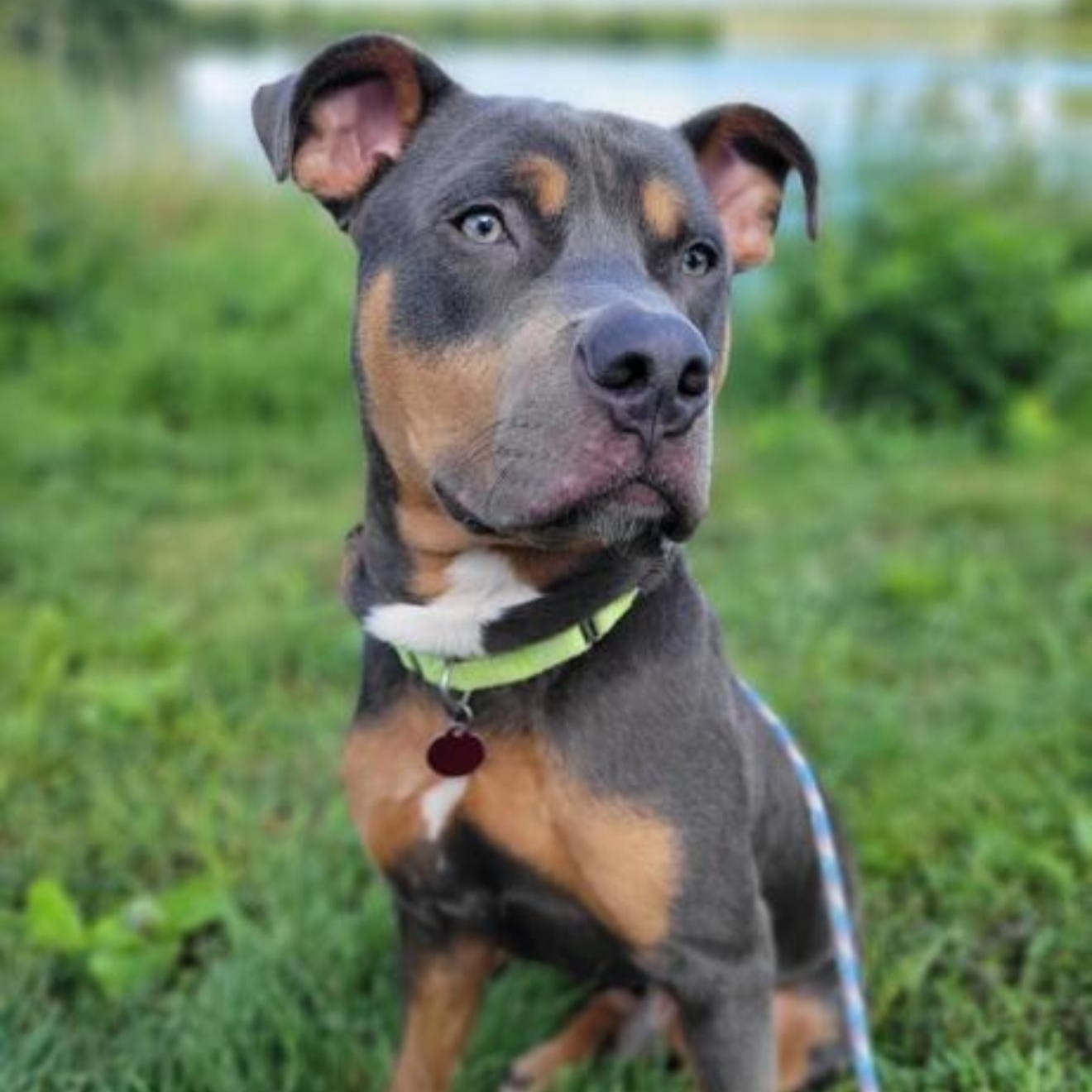 Enlarge Herbert, a Adoptable mixed breed in Hiawatha, KS image 1/3