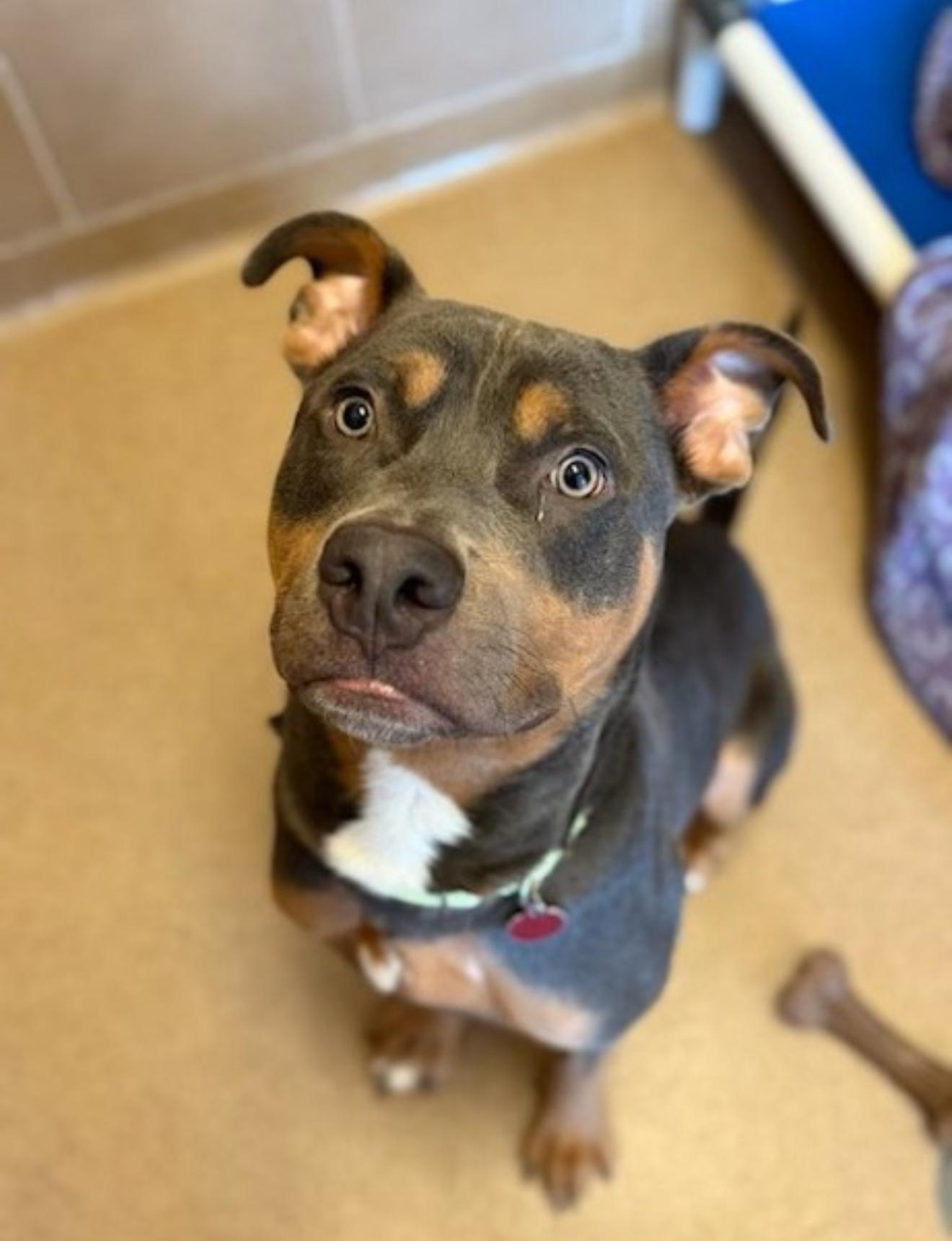 Enlarge Herbert, a Adoptable mixed breed in Hiawatha, KS image 3/3