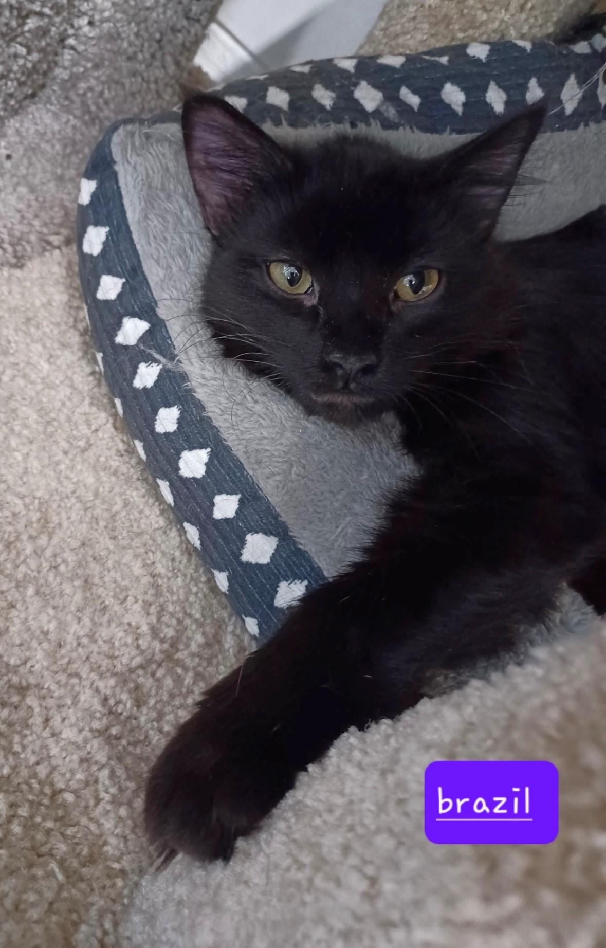 Enlarge Brazil, a Adoptable Domestic Long Hair in Walworth, WI image 2/4