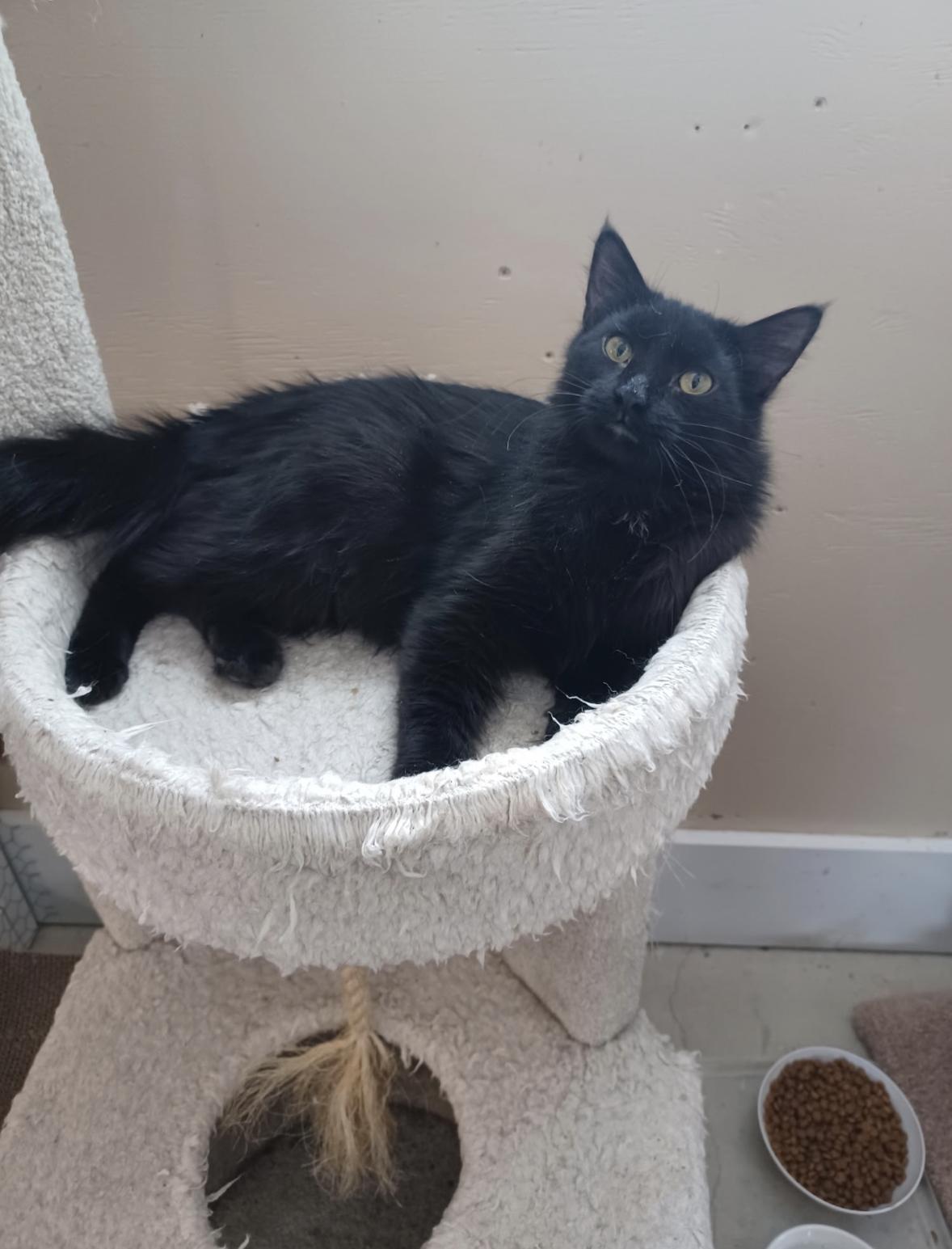 Enlarge Brazil, a Adoptable Domestic Long Hair in Walworth, WI image 4/4