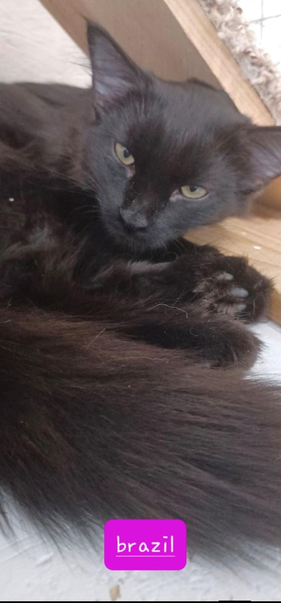 Enlarge Brazil, a Adoptable Domestic Long Hair in Walworth, WI image 3/4