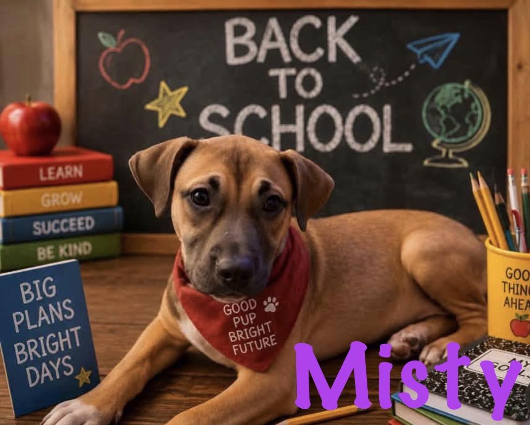 Misty, a Adoptable mixed breed in Walker, LA image 2/5