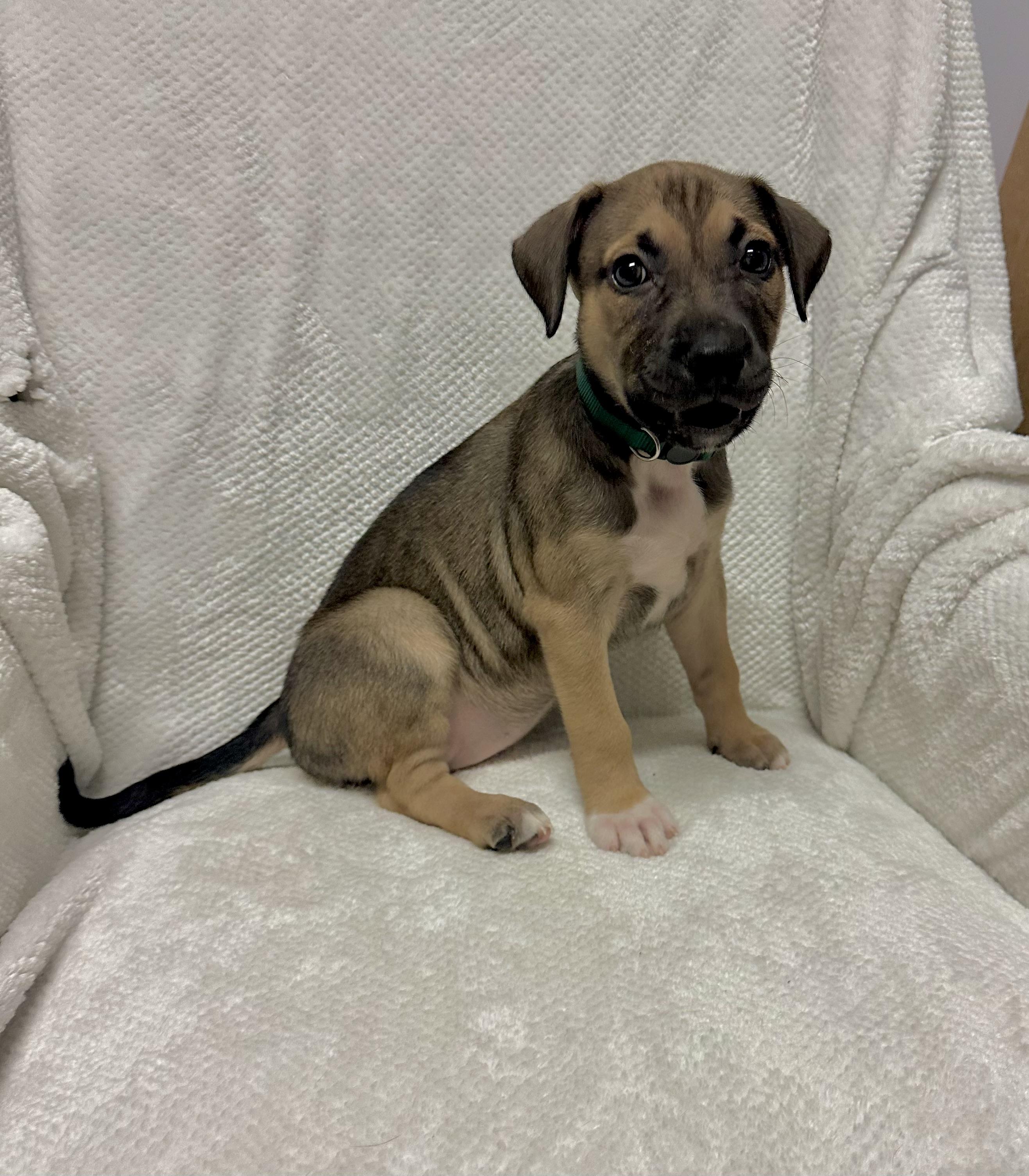 Misty, a Adoptable mixed breed in Walker, LA image 4/5
