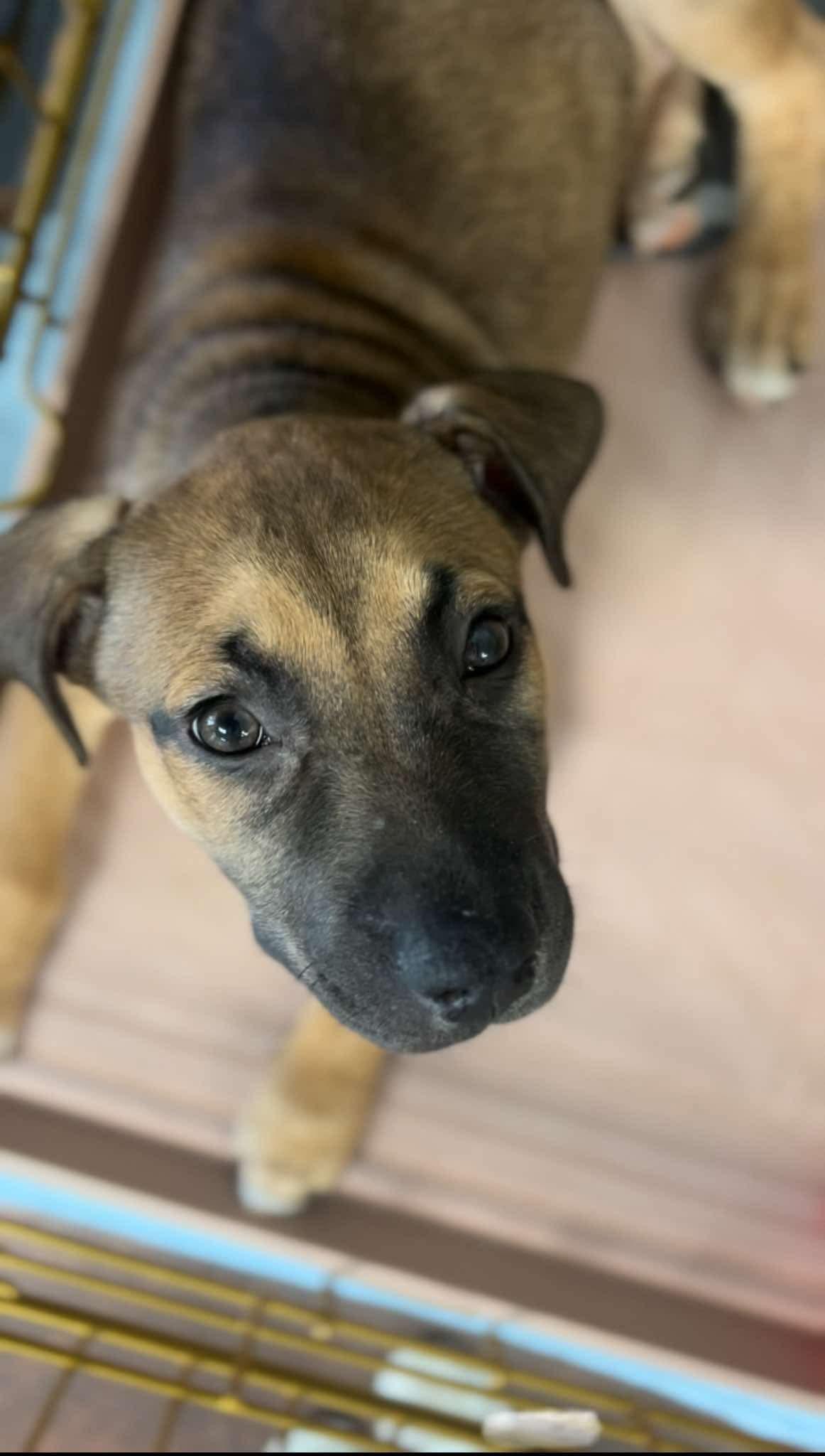Misty, a Adoptable mixed breed in Walker, LA image 3/5
