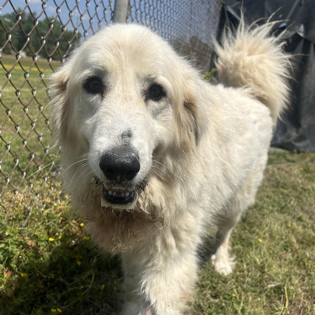 Enlarge Cinnamon bun, a Adoptable mixed breed in West Point, MS image 1/1