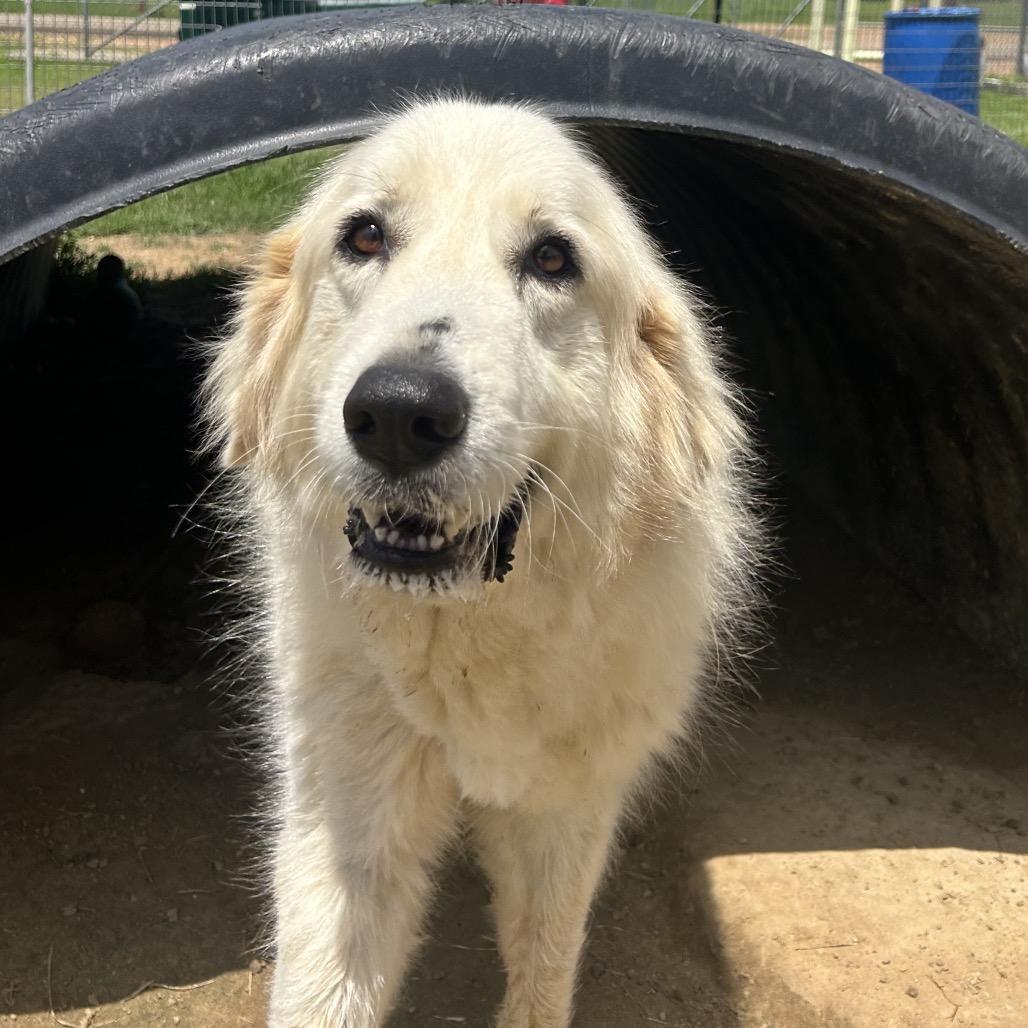 Cinnamon bun, a Adoptable mixed breed in West Point, MS image 2/5