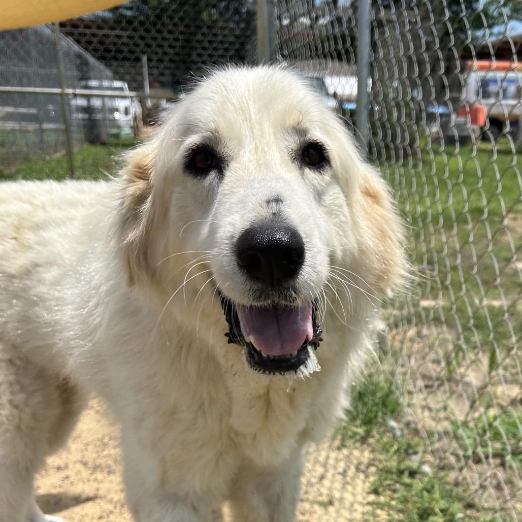 Cinnamon bun, a Adoptable mixed breed in West Point, MS image 3/5