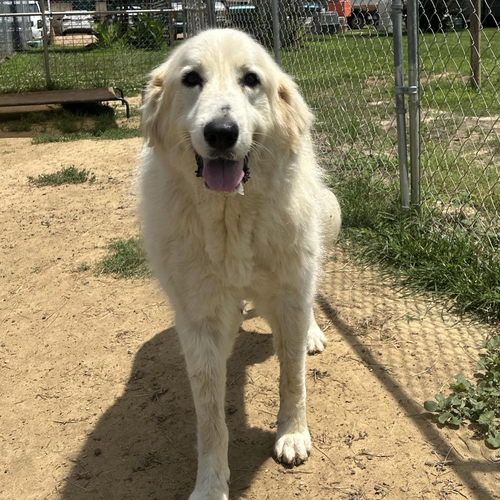 Cinnamon bun, a Adoptable mixed breed in West Point, MS image 4/5