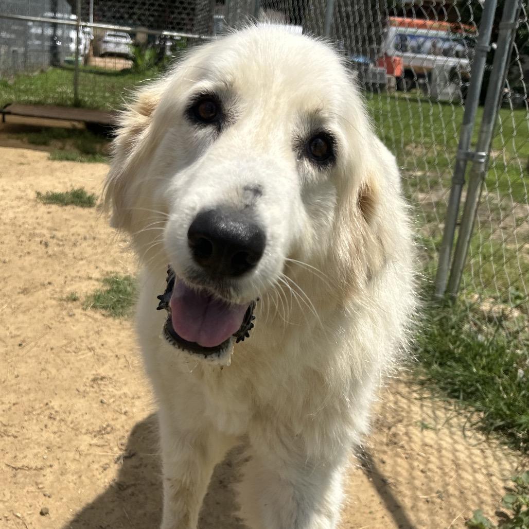 Cinnamon bun, a Adoptable mixed breed in West Point, MS image 5/5