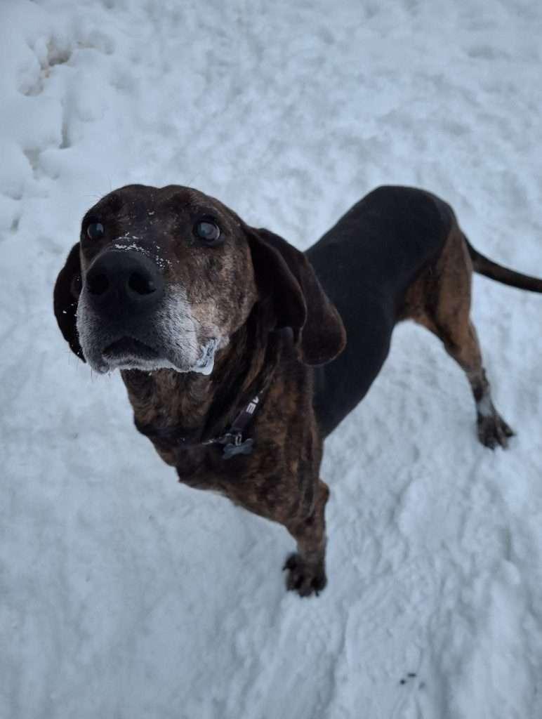 CLYDE, ADOPTABLE, Senior Male Plott Hound.