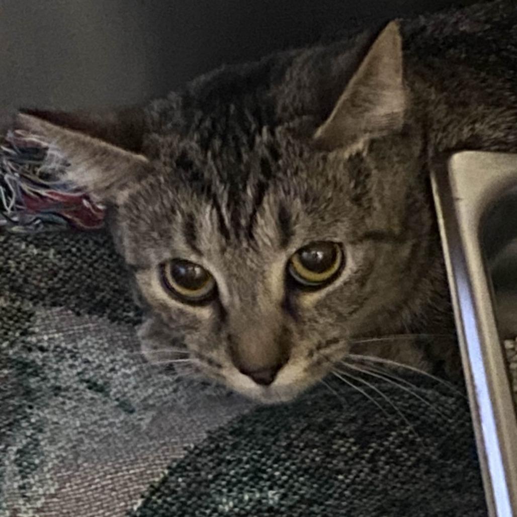 Enlarge Galway, a Adoptable Domestic Short Hair in Gloucester, VA image 1/2