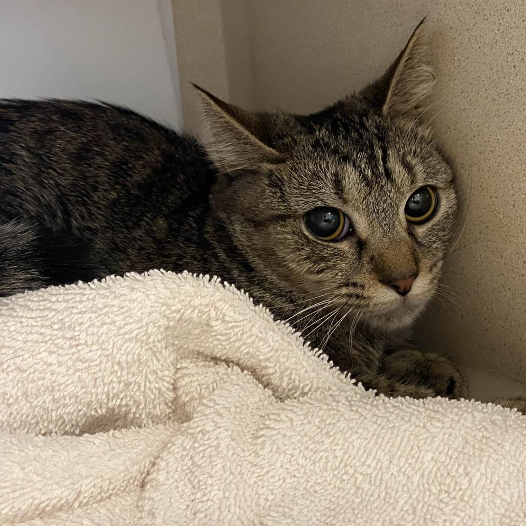 Enlarge Galway, a Adoptable Domestic Short Hair in Gloucester, VA image 2/2