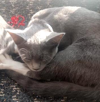 Enlarge Sebastian, an adopted Domestic Short Hair in Euclid, OH image 4/4