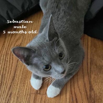 Enlarge Sebastian, an adopted Domestic Short Hair in Euclid, OH image 2/4