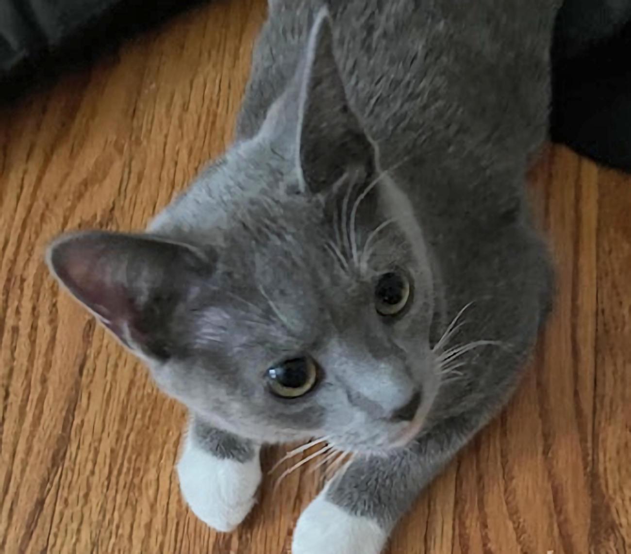 Sebastian, adopted, Kitten Male Domestic Short Hair.