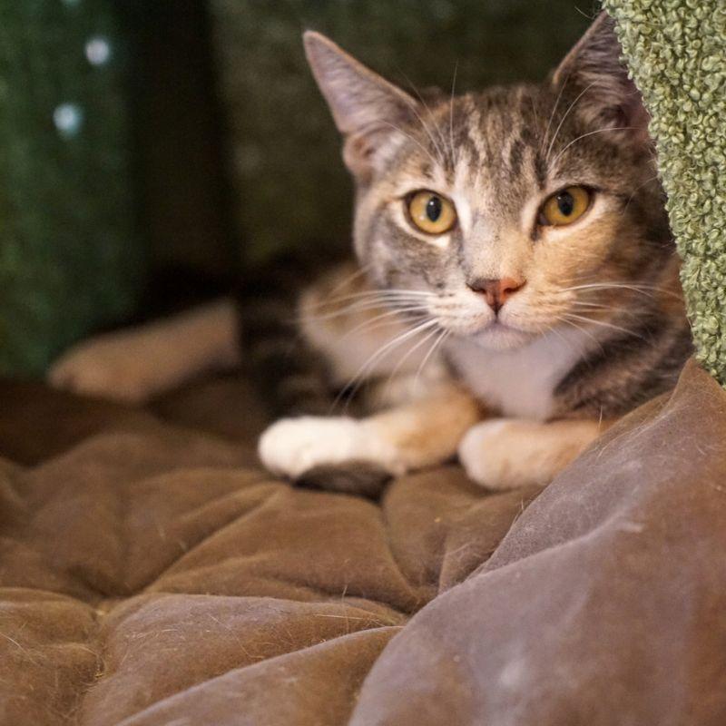 Pesto, Adoptable, Young Female Domestic Short Hair.